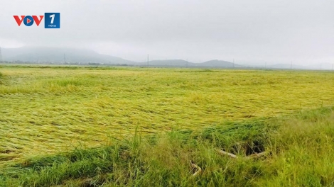 Hà Tĩnh: Gần 6.000 ha lúa Xuân đổ, ngã do dông lốc, mưa đá
