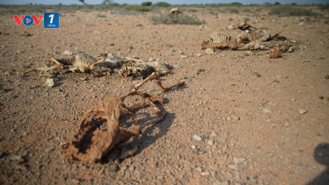 Nạn đói bủa vây Somalia