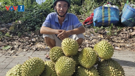 ĐBSCL: Nông dân trồng sầu riêng mang nỗi sầu chung