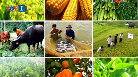 Bảo hiểm nông nghiệp – “mảnh ghép” chiến lược để phát triển nông nghiệp xanh, số hóa và bền vững