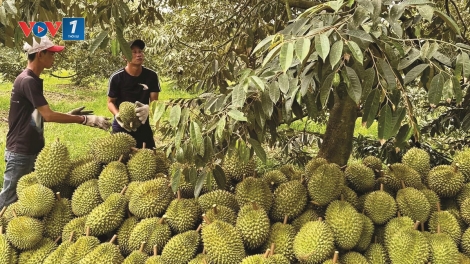 Thời sự 12h 9/5/2026: Hàng loạt lô sầu riêng có nguy cơ chậm thông quan do ùn ứ kiểm nghiệm