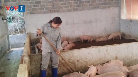 Chăn nuôi an toàn góp phần kiểm soát dịch bệnh trên đàn vật nuôi
