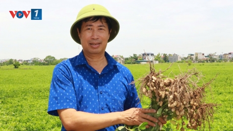 Từ giống mới đến cánh đồng hàng hoá