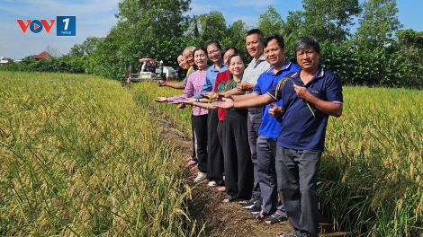 Nông dân TP.HCM trúng đậm lúa ST25 hữu cơ, mừng Tết Độc lập