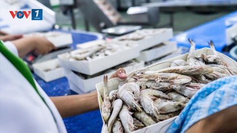 Xuất khẩu thuỷ sản quyết tâm giữ vững mục tiêu tăng trưởng 2 con số & tiếp tục xuất siêu cả năm 2026