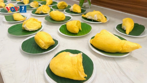Khai mạc “Tuần lễ buffet sầu riêng Cần Thơ năm 2026”
