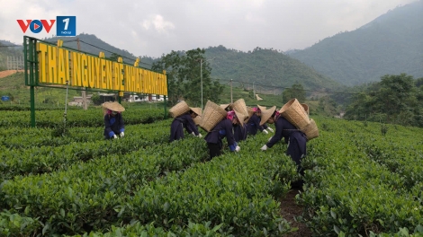 Khoa học kỹ thuật nâng tầm chè Thái Nguyên