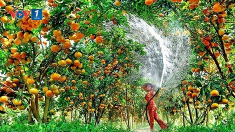 Hợp tác xã nông nghiệp - Hạt nhân liên kết nâng tầm giá trị nông sản (14/07/2026)