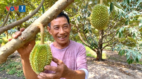 Nghị quyết của Đảng: HTX là “mắt xích” trung tâm trong chuỗi kinh tế nông nghiệp