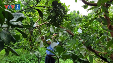 Nông dân Phú Thọ với tư duy “một thửa đất – nhiều giá trị”