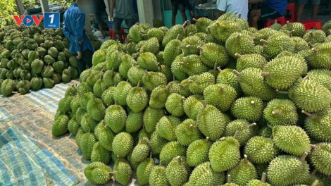 Thanh Hưng (Đồng Tháp) phát huy lợi thế vùng cây ăn trái sau sáp nhập