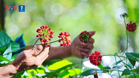 Hoa sâm chín đỏ trên đỉnh Ngọc Linh - mùa vui của người giữ sâm quý