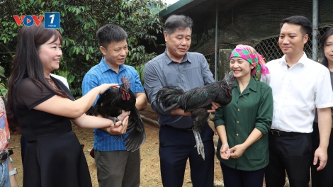 Từ hộ chăn nuôi nhỏ đến chuỗi nông nghiệp tuần hoàn