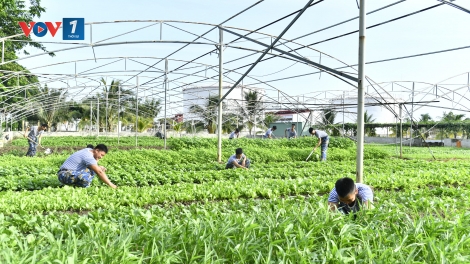 Sức sống xanh ở Lữ đoàn 167