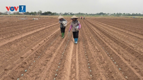 Nông dân hưởng lợi từ chuỗi nông nghiệp bền vững