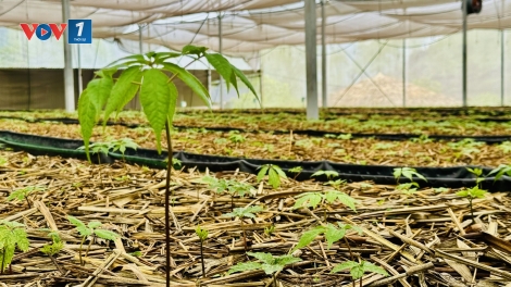 Phát triển sản phẩm OCOP theo chiều sâu, gắn liền cùng thương hiệu
