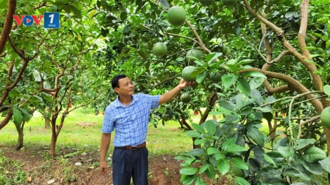 Tăng cường hỗ trợ nông dân xây dựng mã số vùng trồng