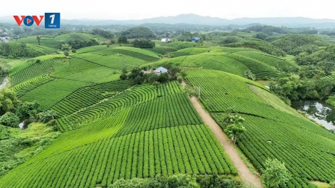 Thái Nguyên mở rộng mã số vùng trồng, nâng giá trị nông sản