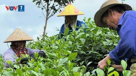 Chế biến sâu: Giải pháp nâng cao giá trị nông sản