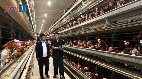 Chăn nuôi an toàn sinh học để phát triển bền vững