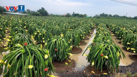 Đồng Tháp: Mưa lớn gây ngập diện rộng, giá nông sản tăng cao