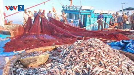 Khai thác hải sản tận diệt ở vùng biển Phú Quốc (11/12/2015)