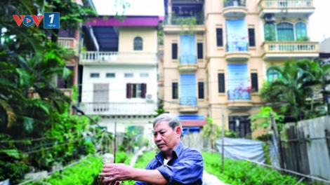 “Người nông dân giữa phố” - Người giữ hương cho hoa Ngọc Hà (25/1/2016)