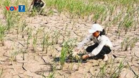 Sinh kế thích ứng với biến đổi khí hậu ở Việt Nam (4/1/2016)