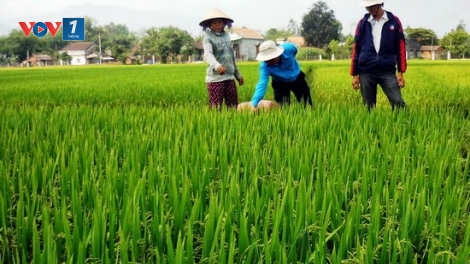 Phòng trừ sâu bệnh hại lúa đông xuân ở miền Nam (20/1/2016)