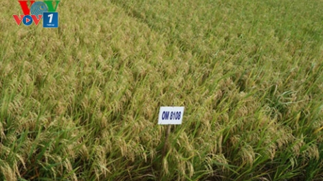 Chọn tạo giống lúa thích ứng với hạn mặn - Việc làm cấp thiết hiện nay (15/3/2016)