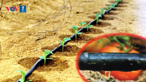 Tiết kiệm nước, không dùng thừa một giọt nước nào nhờ công nghệ tưới nhỏ giọt (8/4/2016)
