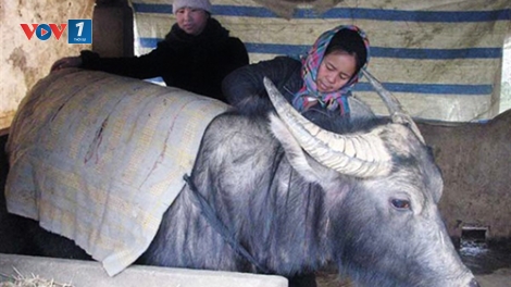 Phòng chống đói rét cho gia súc. (9/12/2015)