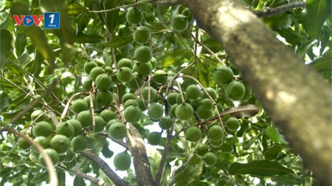 Chuyên gia của bạn ngày 10/9/2014: Kỹ thuật trồng và chăm sóc cây Mắc-ca