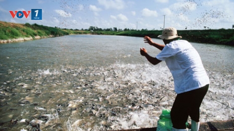 Biển đảo Việt Nam ngày 23/8/2014:Khai thác thủy sản bằng giã cào bay: Hiểm họa khó lường.