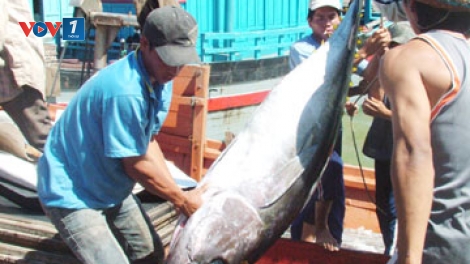 Biển đảo Việt Nam ngày 25/7/2014: Cải tổ lại nghề khai thác để nâng cao chất lượng cá ngừ đại dương