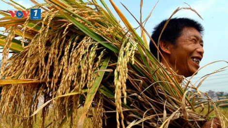 Thời sự chiều ngày 03/8/2014: Nông dân vùng Đồng bằng Sông Cửu Long phấn khởi vì giá gạo đạt mức cao nhất trong 2 năm qua