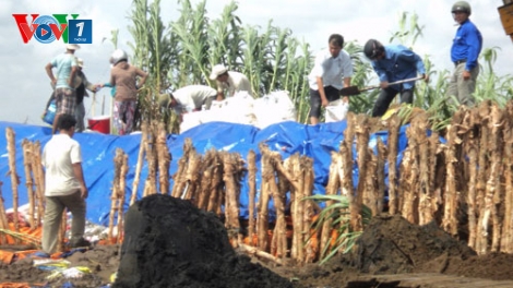 Môi trường và phát triển ngày 07/7/2014: Nỗi lo sạt lở ở vùng ven biển Trà Vinh