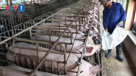 Thách thức với ngành chăn nuôi Việt Nam khi Hiệp định đối tác xuyên Thái Bình Dương (TPP) có hiệu lực.