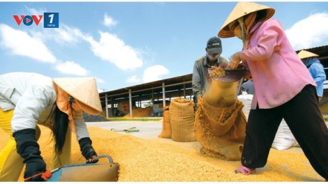 Nâng cao giá trị hạt gạo xuất khẩu nhìn từ câu chuyện giống lúa.