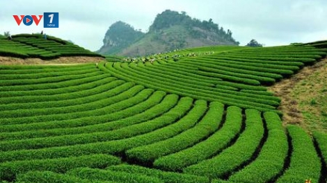 Nâng cao hiệu quả quản lý, sử dụng đất nông lâm trường
