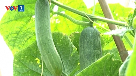 Kỹ thuật trồng và phòng ngừa dịch hại trên cây dưa chuột.