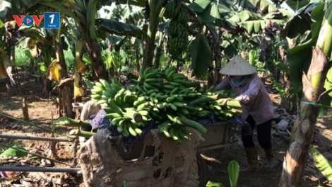 Trái cây Việt đang tụt dốc (4/12/2015)