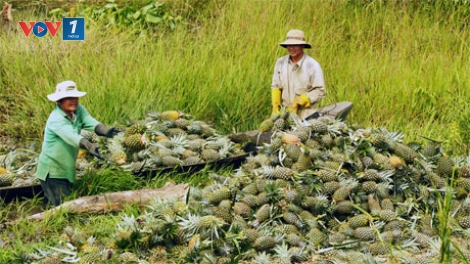 Thời sự chiều ngày 20/1/2015: 230.000 hộ dân Đồng bằng sông Cửu Long thoát nghèo nhờ tín dụng chính sách