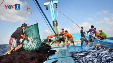Biển đảo Việt Nam ngày 29/01/2015: Khai thác bền vững nguồn lợi hải sản