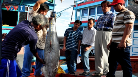 Thời sự đêm ngày 3/1/2015: Mô hình đánh bắt cà ngừ Đại Dương theo công nghệ Nhật Bản tại tỉnh Bình Định đạt hiệu quả cao