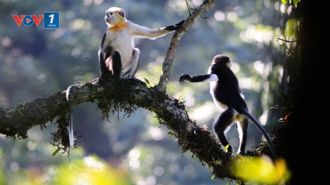 Môi trường và phát triển ngày 02/02/2015: Chuyện những người làm công tác bảo tồn voọc