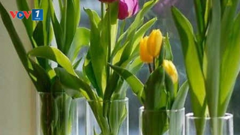 Chuyên gia của bạn ngày 18/02/2015: Tư vấn về chăm sóc, bảo quản hoa và cây cảnh trong những ngày tết và sau tết.