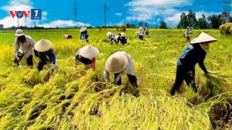 Chính phủ với người dân ngày 16/02/2015: Liên kết để bà con nông dân sống vững trong cơ chế thị trường