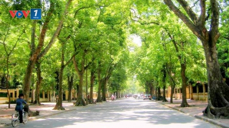 Quy hoạch cây xanh Hà Nội: Cần một tầm nhìn trí tuệ và lịch sử