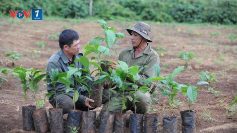 Thời sự đêm ngày 14/3/2015: Thủ tướng Chính phủ đồng ý cho vay tái canh cây cà phê tại các tỉnh Tây Nguyên giai đoạn 2014 đến 2020.